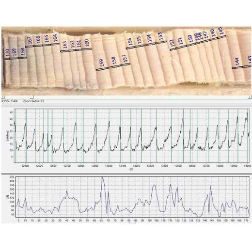 RINNTECH Lignovision resmi