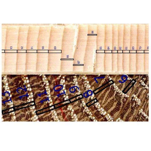 RINNTECH Lignovision resmi