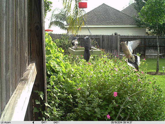 Acorn LTL-5310MC Fotokapan